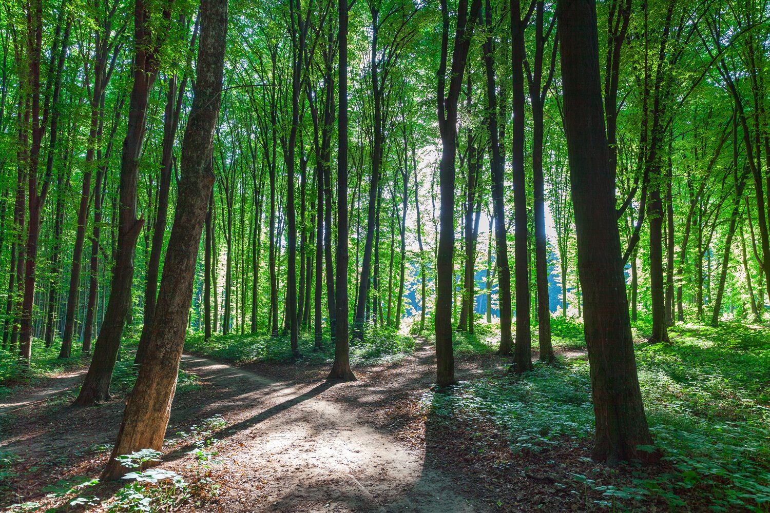Konkurs dla uczniów klas I - III szkół podstawowych pn. 