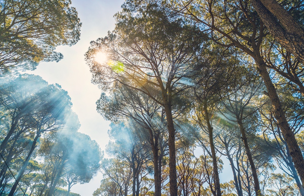 Zaproszenie na Dzień Otwarty Projektu 