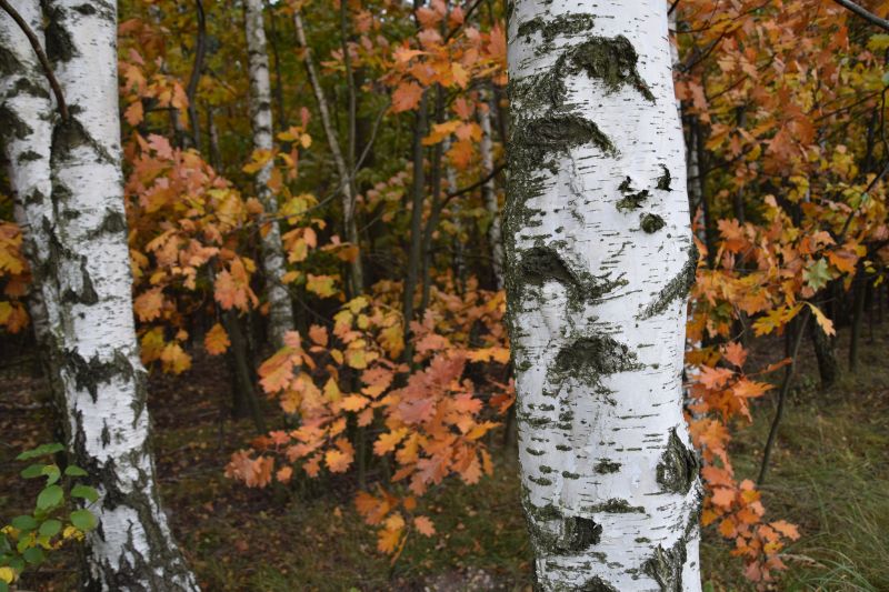 Wyróżnienie Patrycja Skupień 01