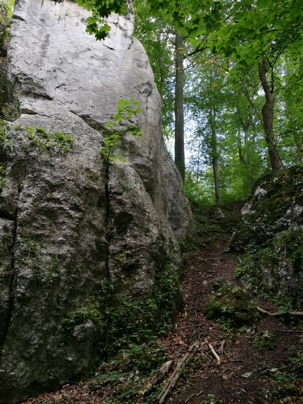 wyróżnienie Nowak Klementyna SP Jamki Korzonek 03