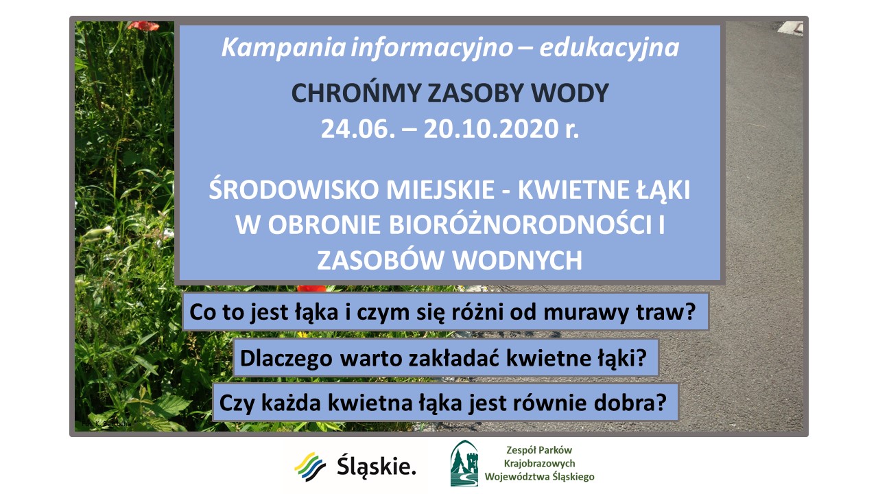 kwietne łąki