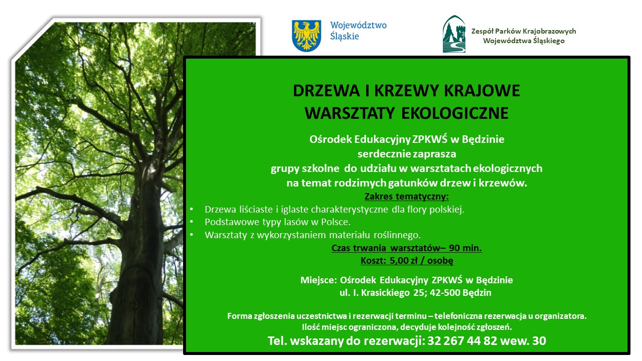 warsztaty drzewa i krzewy krajowe