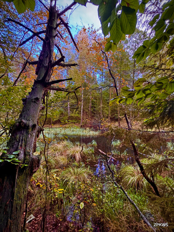 Fotografia przedstawia naturalny zbiornik wodny pośród drzew liściastych. 