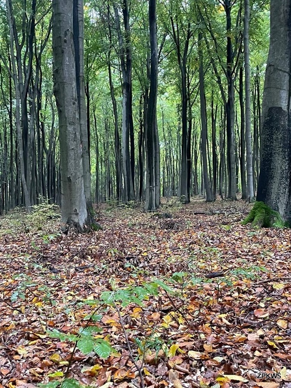 Fotografia przedstawia las bukowy. Na ziemi widoczny dywan z suchych, opadłych liści.