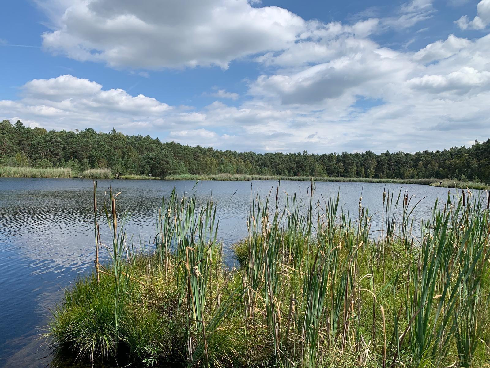 Widok na jezioro w porze letniej. Na pierwszym planie znajdują się szuwary, na drugim planie jest ciemno niebieska, spokojna powierzchnia wody jeziora. Na trzecim planie, który jest widnokręgiem, znajduje się okalający jezioro pas zieleni w postaci gęstych, dużych, ciemnozielonych drzew. Nad jeziorem rozciąga się błękitne niebo z letnimi, delikatnymi chmurami.