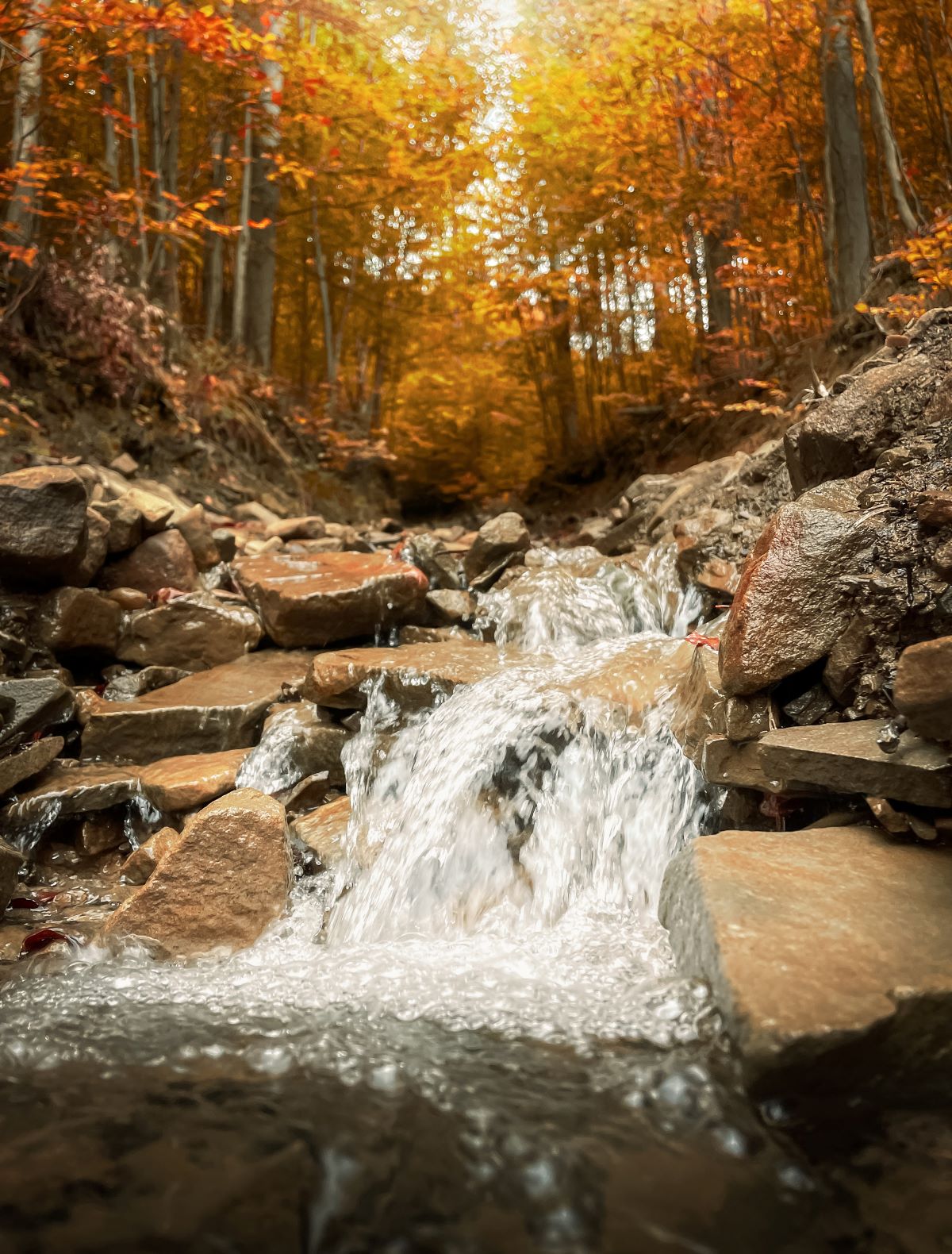 Widok na centralnie położony mały wodospad na górskim potoku. Brzegi potoku i plan tylny stanowią buki i przybrzeżna, niska roślinność. Liście buków są przebarwione na jesienne kolory brązu, pomarańczu, czerwieni i żółci.