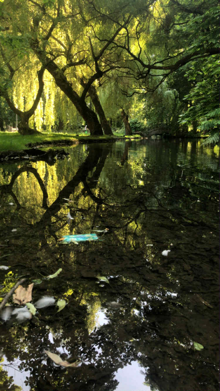Widok na tafle wody zbiornika wodnego okolonego starymi, zielonymi drzewami. Konary i gałęzie drzew są pochylone na gładką taflą wody w odcieniu zielonym. Na wodzie tworzy się lustrzane odbicie pochylonych gałęzi.