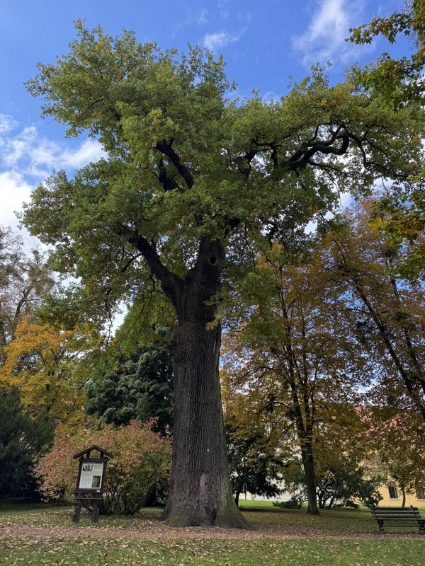 Duże drzewo o bardzo grubym pniu. Pod nim po lewej tablica informacyjna, w tle inne drzewa.