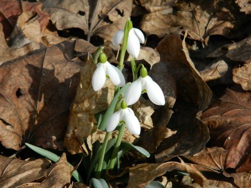 fot._1_nieyczka_przebinieg_Galanthusnivalis_fot._P._Kania