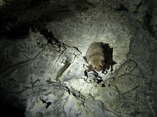 Nocek_duy__ac._Myotis_myotis