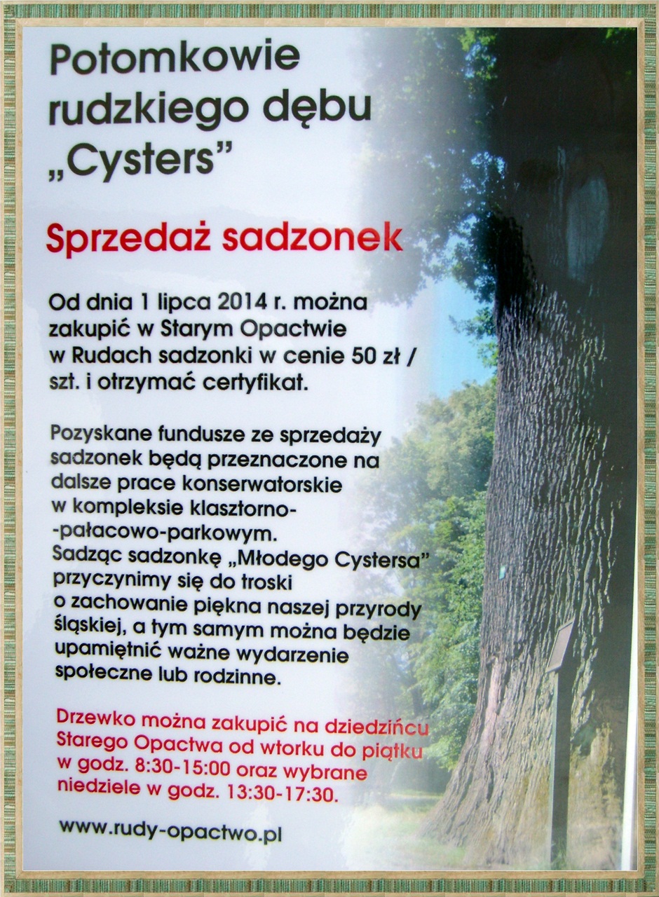 zaproszenie__-_sadzonka_Mlody_Cysters