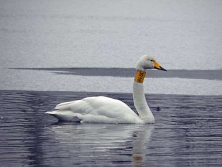 Łabędź