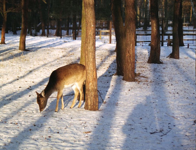 Pecka Inga ZSP w Dąbrowie G. 02