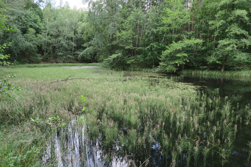 Fot. 2. Jeden ze stawów na uroczysku Buk. Fot. P