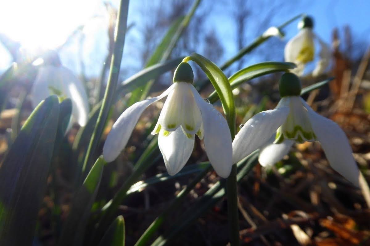 Śnieżyczka przebiśnieg. fot. P.Dziki 3