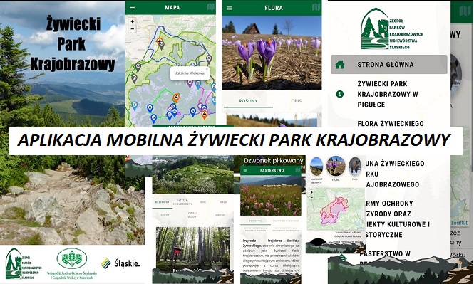 zdjęcie na stronę