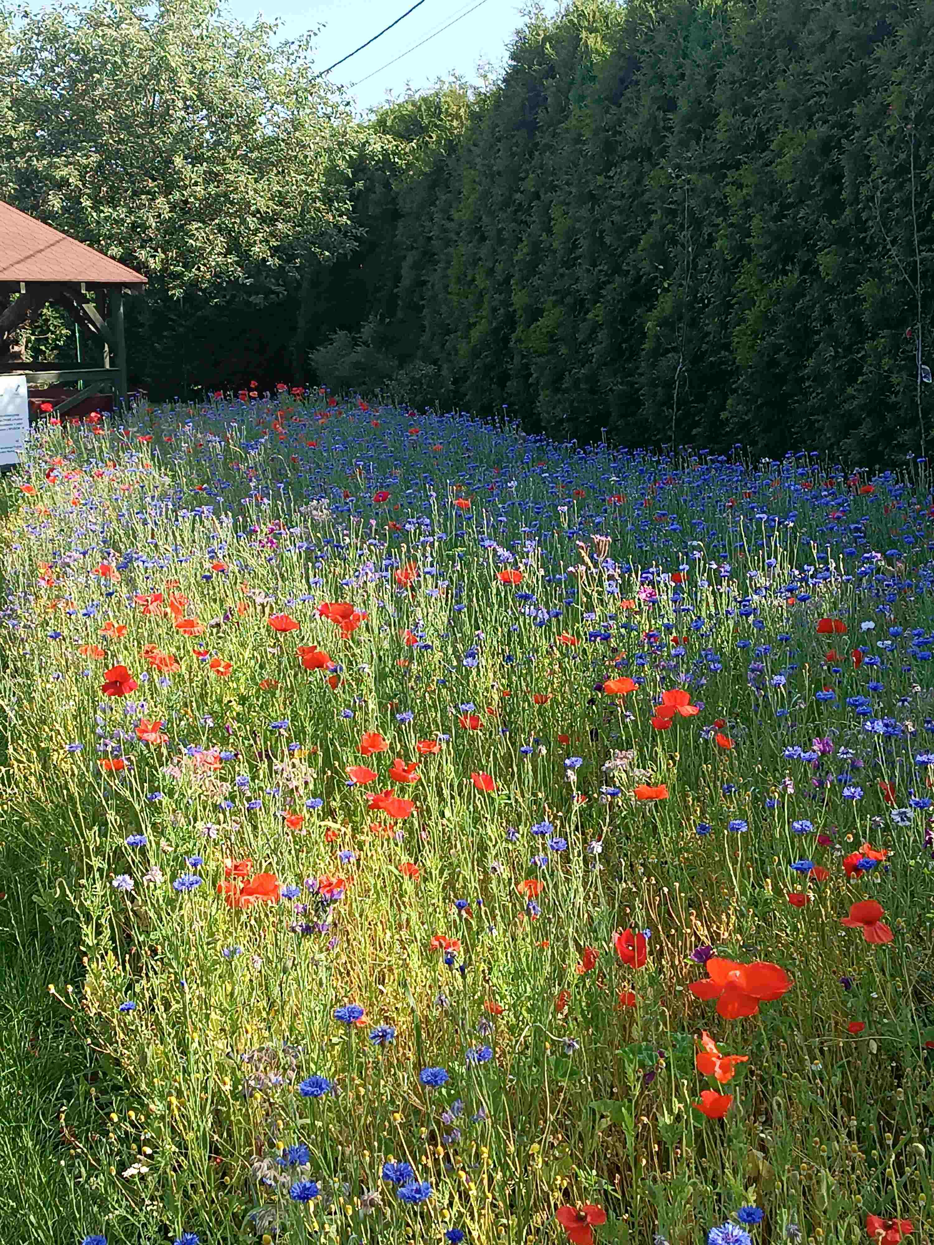 A. Hodorowicz fot. 1 002