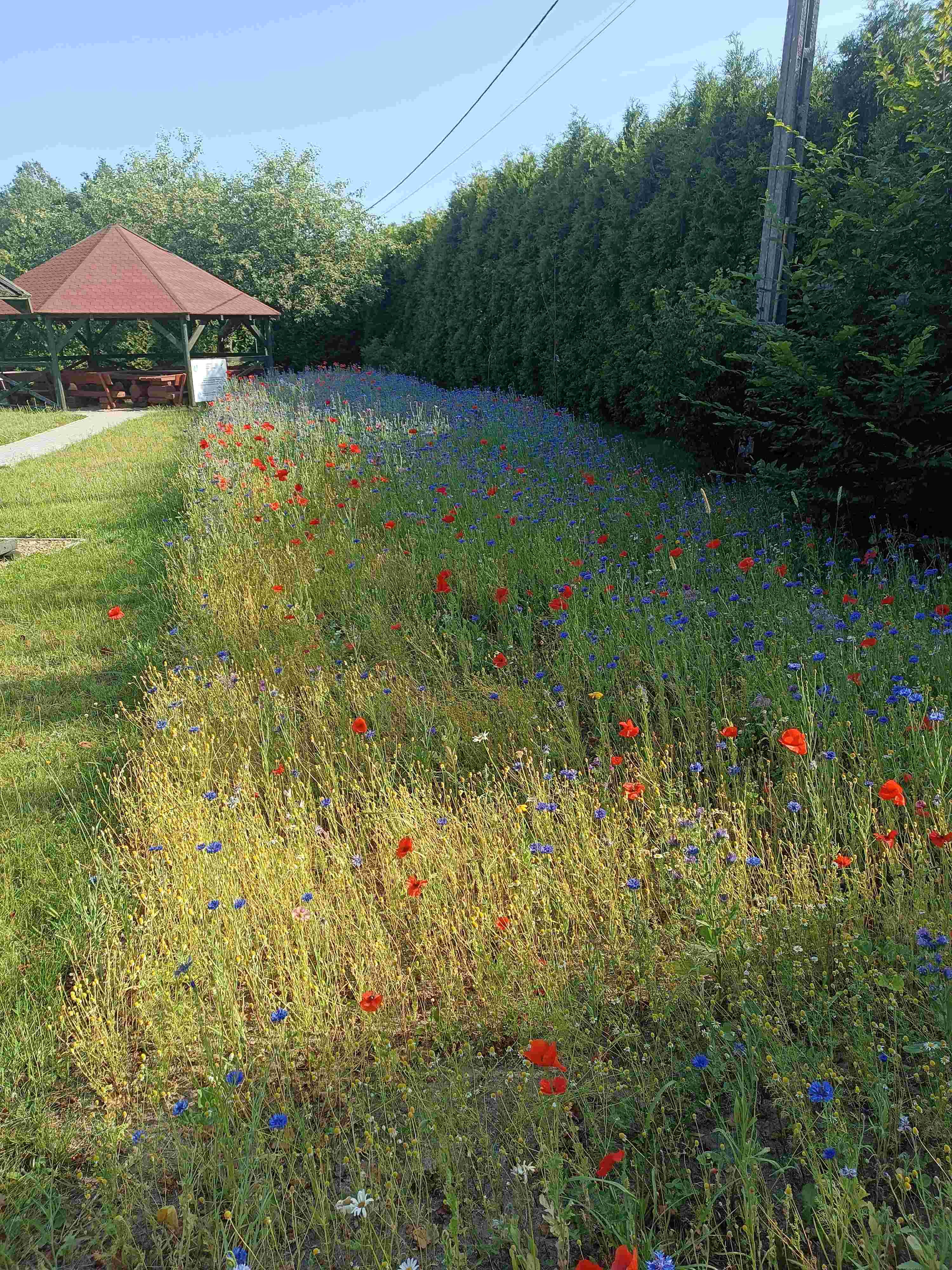 A. Hodorowicz fot. 3 004