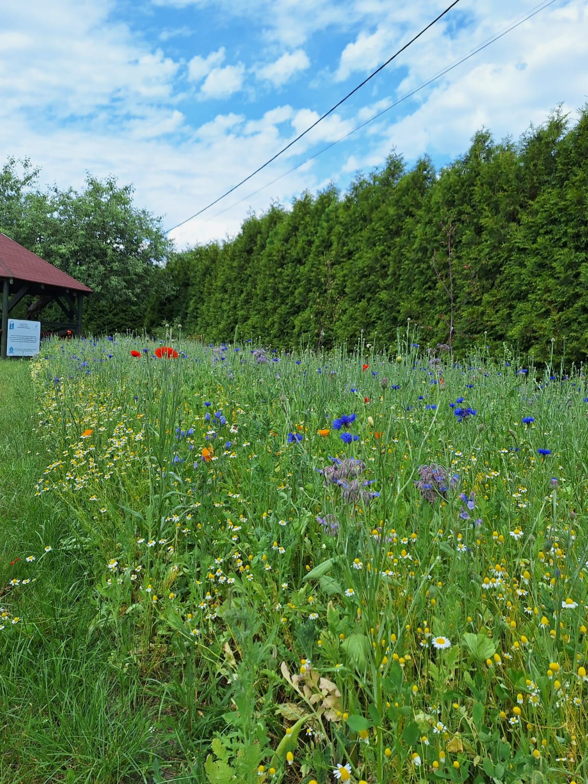 M. Habrajska fot. 2 002