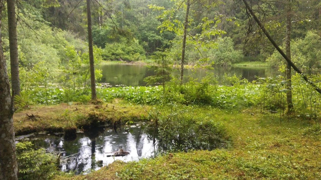 Torfowiska Skaistkalnes karsta kritenes Łotwa. Autor fotografii Paweł Kokoszka. 