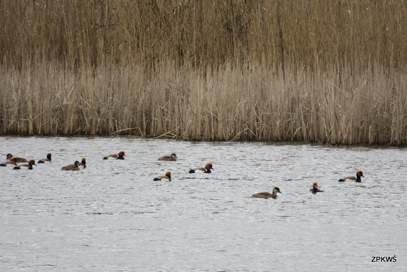 Populacja hełmiatki w Rezerwacie Łężczok P. Kania 03.04.2018