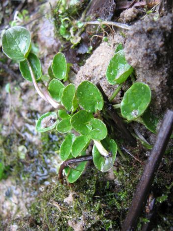 warzucha_polska_ac._cochlearia_polonica_w_okresie_zimowym_fot._Pawe_K